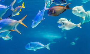 Seas are getting warmer and fish are migrating to the Poles