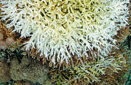 NOAA: atteso nuovo sbiancamento di massa dei coralli