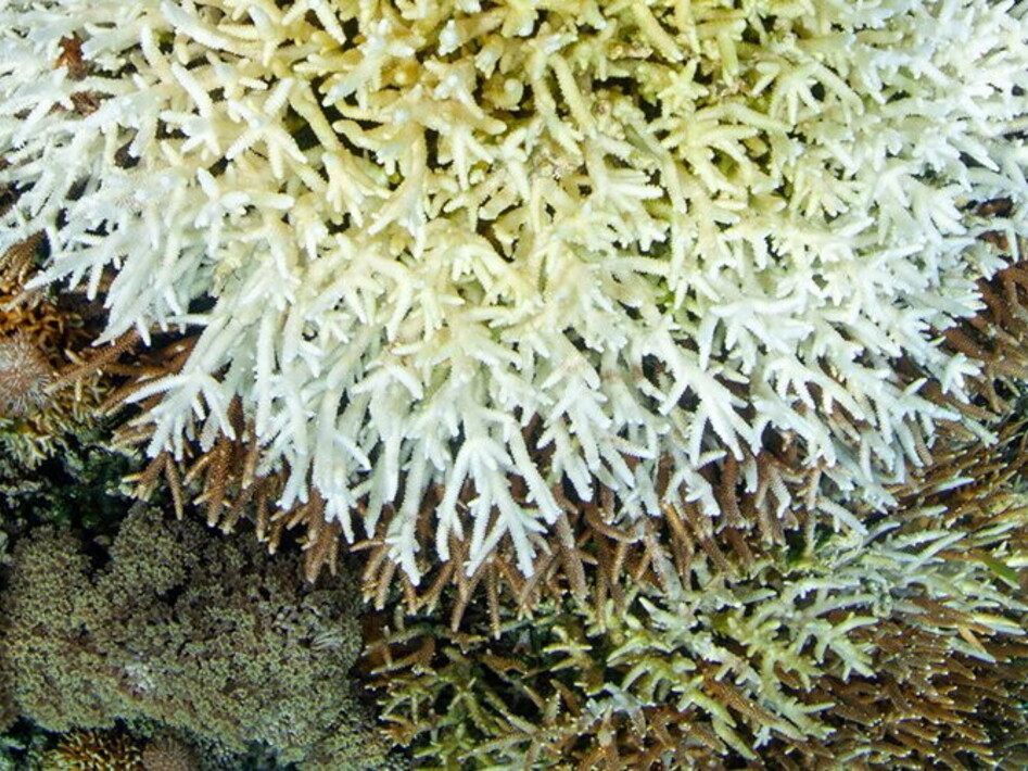 NOAA: new mass coral bleaching expected 