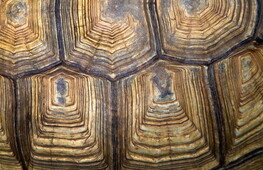 I carapaci delle tartarughe sono un archivio storico