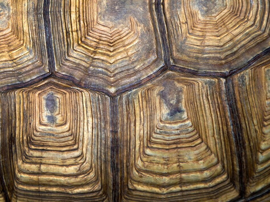 Turtle carapaces are a historical archive 