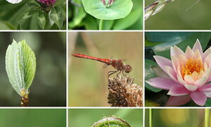 International Day for Biological Diversity 2023