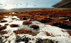 New viruses from the permafrost