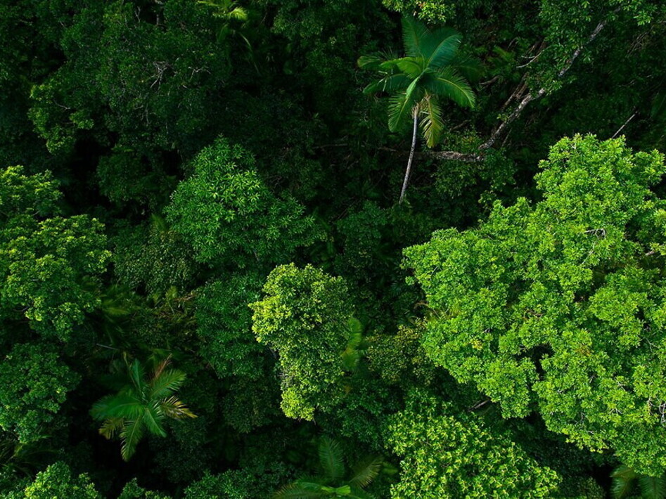 How much forest did we use today?