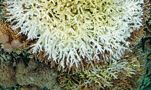 NOAA: new mass coral bleaching expected 
