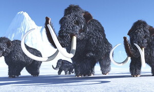 Carne sintetica, in Australia prodotta una polpetta di mammut