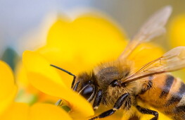 Giornata mondiale delle api 2024