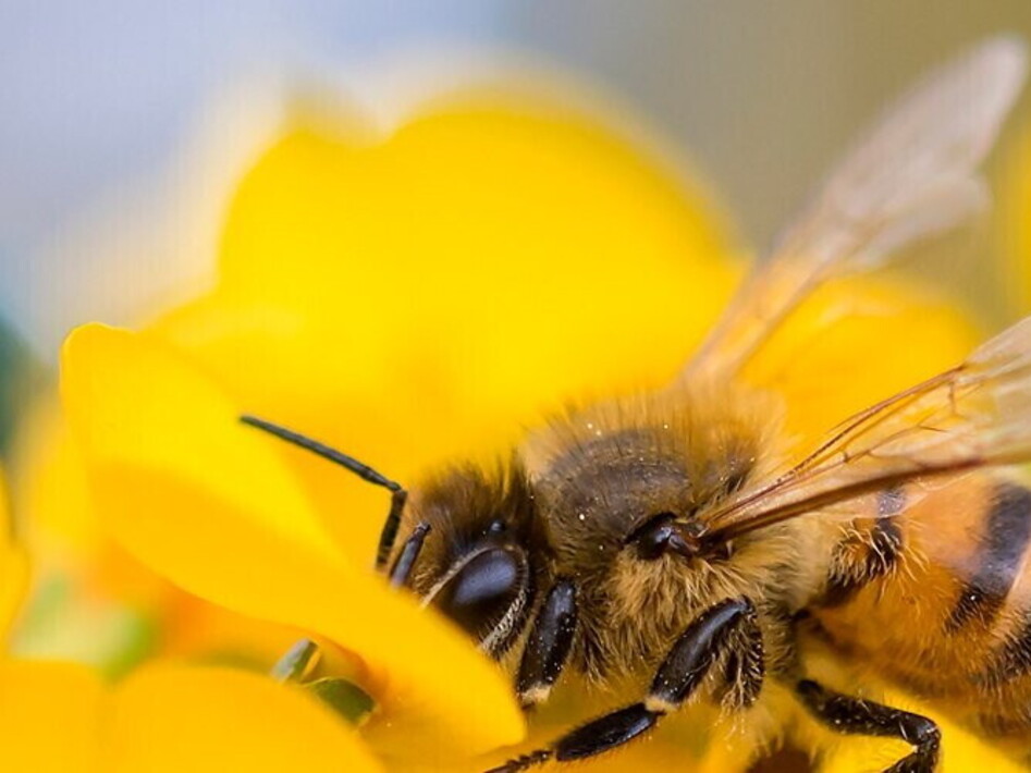 Giornata mondiale delle api 2024