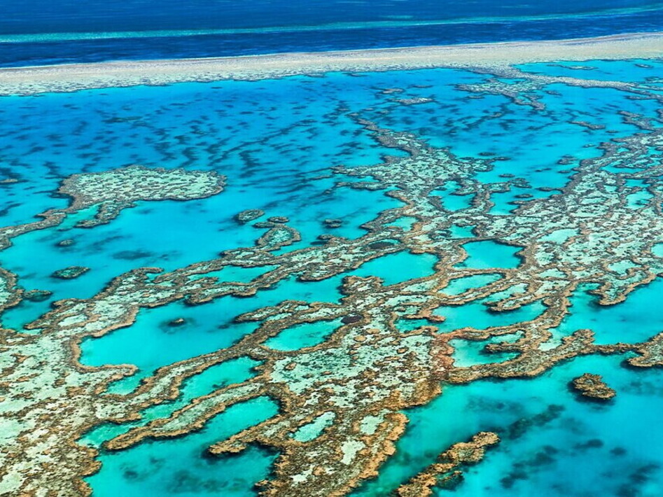 Coral reefs, 14% of corals lost