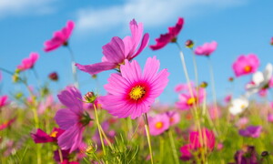 COP15 on biodiversity kicks off 