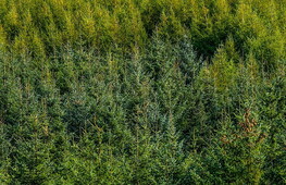 Foreste e pozzi di carbonio: cambiati gli equilibri