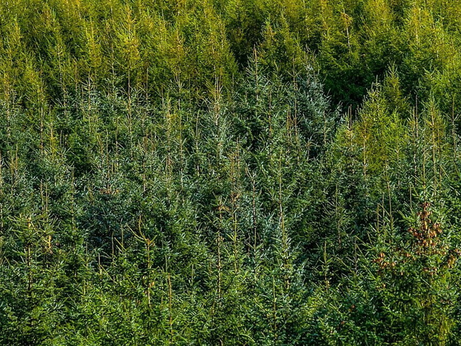 Foreste e pozzi di carbonio: cambiati gli equilibri