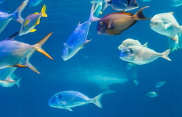 Seas are getting warmer and fish are migrating to the Poles