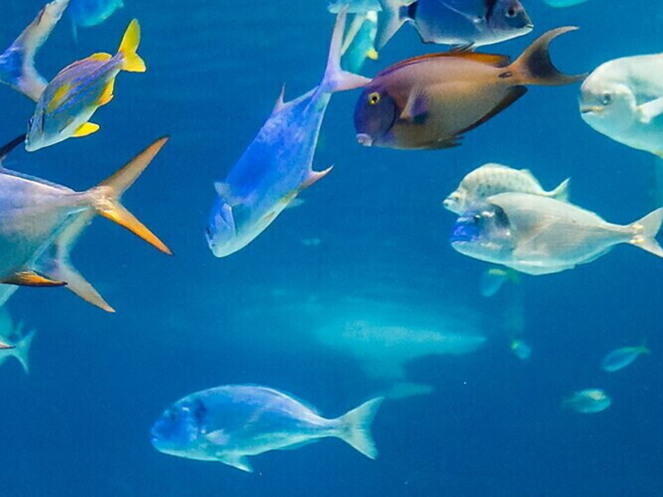 I mari si scaldano e i pesci migrano verso i Poli
