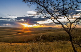 L'inarrestabile deforestazione del Cerrado