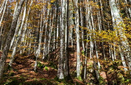 Three Italian parks have been included in the IUCN Green List