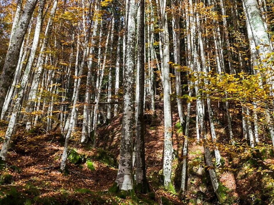 Three Italian parks have been included in the IUCN Green List