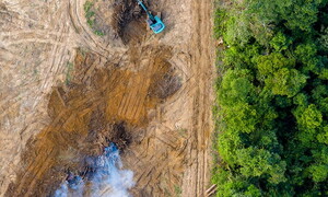 Relentless deforestation: more than 12 million hectares lost in 2020