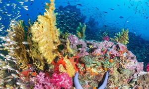 Giornata Mondiale della Biodiversità 2020