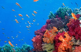 Five years after Cyclone Winston, Fiji’s corals are reviving
