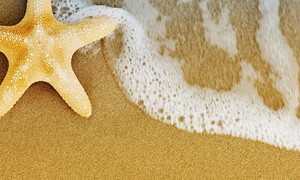 Sea stars sentinels of climate change