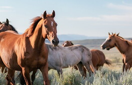 Da dove viene il cavallo?
