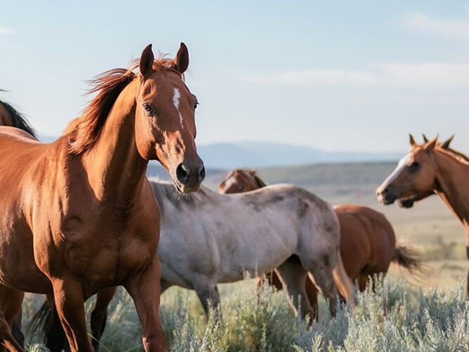 Da dove viene il cavallo?