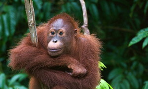 La medicina dell’orango