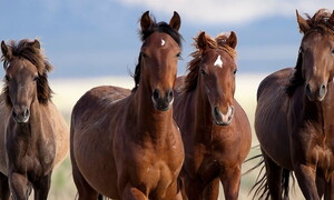 Intelligenza al galoppo