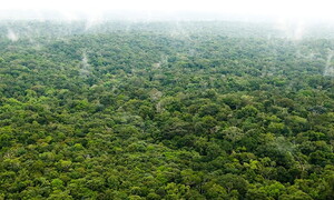 The Amazon rainforest emits more CO2 than it absorbs