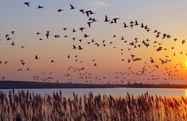 Giornata Mondiale degli Uccelli Migratori 2022