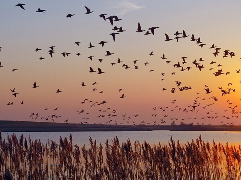 Giornata Mondiale degli Uccelli Migratori 2022