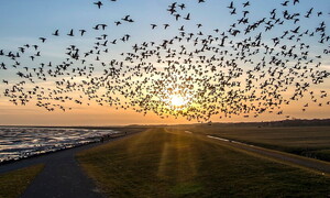 Pubblicata la Lista Rossa europea degli uccelli