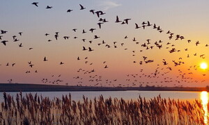 Giornata Mondiale degli Uccelli Migratori 2022