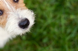 Cosa hai da guardarmi?