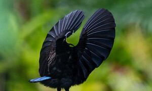 It takes two to tango: danza e amore nel regno animale