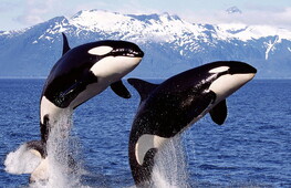 Capodogli contro orche. Una battaglia a colpi di…