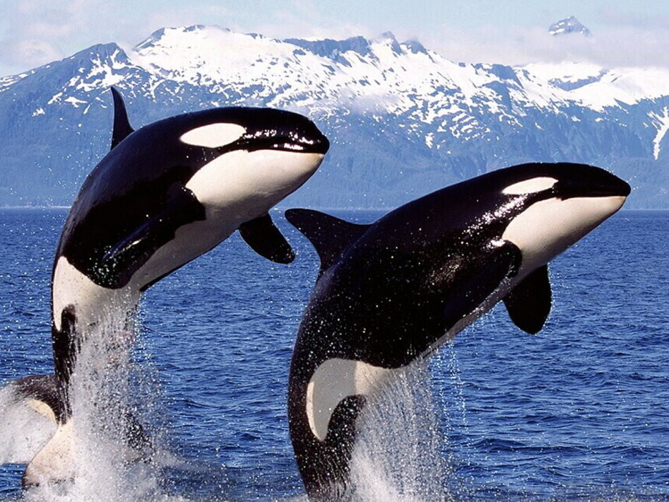 Capodogli contro orche. Una battaglia a colpi di…