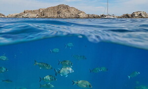 Gli intrusi del Mediterraneo