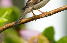 Nessuno vola sul nido del passero