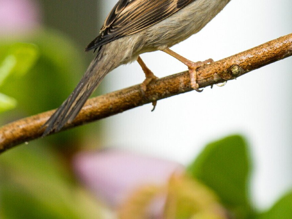 Nessuno vola sul nido del passero