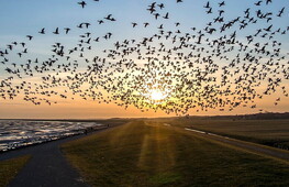 European Red List of birds published