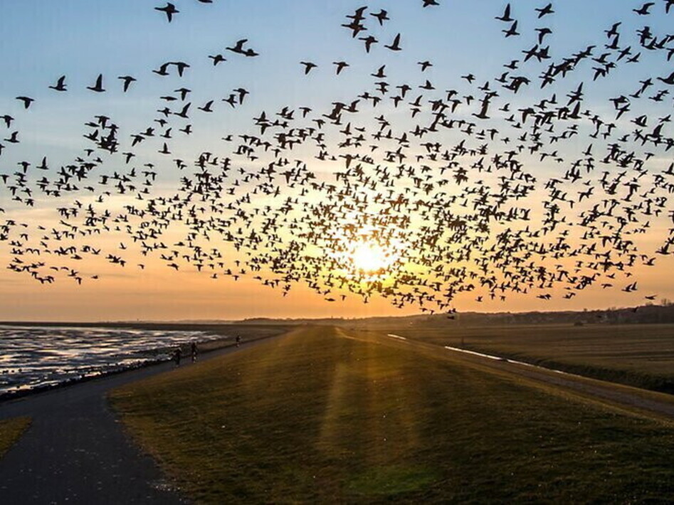 Pubblicata la Lista Rossa europea degli uccelli