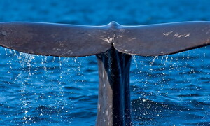 Parla come un cetaceo