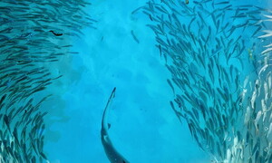 Indovina chi viene a cena