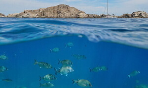 Gli intrusi del Mediterraneo