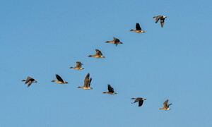Birds' long journeys and climate change