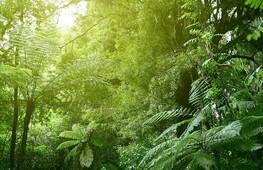 Le foreste tropicali assorbono meno CO2