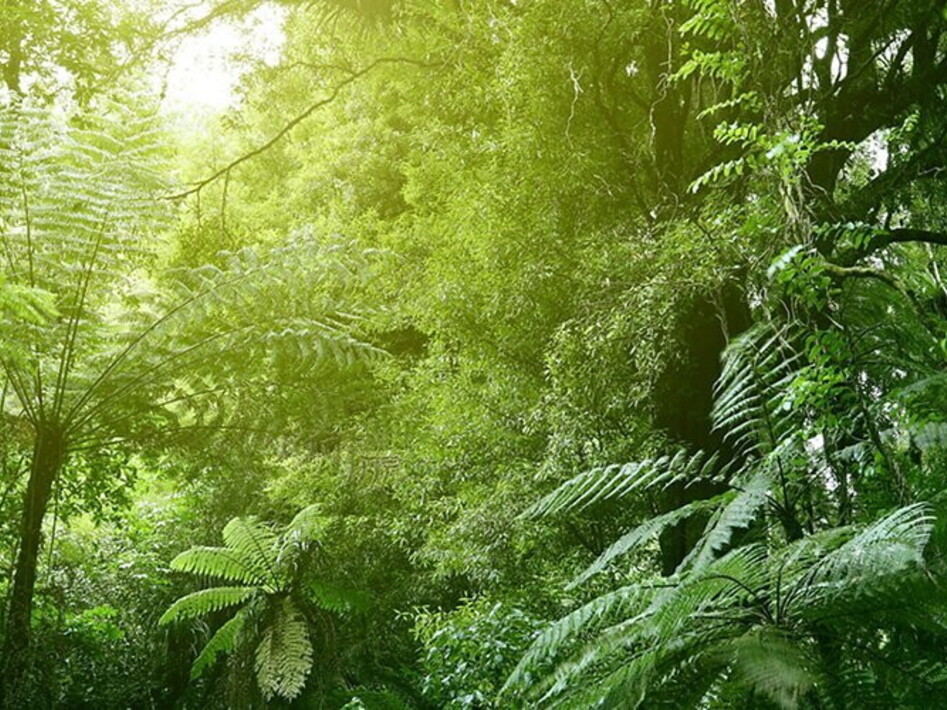 Tropical forests absorb less CO2