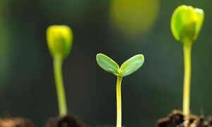 2020 is the International Year of Plant Health